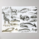 Suche nach tümmler poster Wal