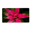 Suche nach bromeliad Botanik