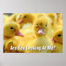 Suche nach babyente poster Niedlich