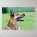 Suche nach german poster Tier