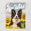 Suche nach collie postkarten Kaninchen