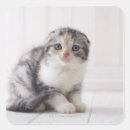 Suche nach fußboden aufkleber Studioaufnahme