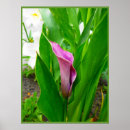Suche nach calla lila poster Blume