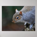 Suche nach graues eichhörnchen poster Natur