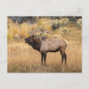 Suche nach adam jones Wyoming