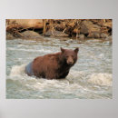 Suche nach bear poster Foto