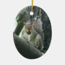 Suche nach eichhörnchen mit nuss ornamente Natur