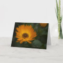 Suche nach ringelblume karten Botanisch