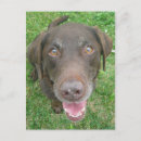 Suche nach schokoladen labrador postkarten Schokoladenlabrador retriever