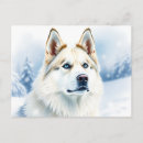 Suche nach sibirischer husky postkarten Schnee