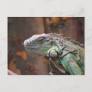 Suche nach eidechse postkarten Leguan