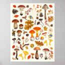 Suche nach weißer pilz poster Botanisch