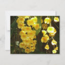 Suche nach orchideen blume karten Natur