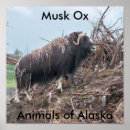 Suche nach ochsen poster Alaska
