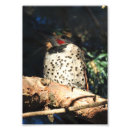Suche nach flicker poster Vogelvogel