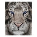 Suche nach tigerkopf poster Wildtier