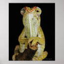 Suche nach chamäleon poster Muscheln