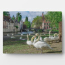 Suche nach schwäne fotoplatten Natur