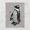 Suche nach afrikanischer pinguin postkarten Pinguine