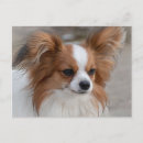 Suche nach papillon hund postkarten Tier