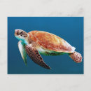 Suche nach lebendes wasser postkarten Schildkröte