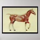 Suche nach vintage horse poster Equine