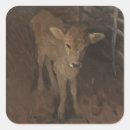 Suche nach kalb aufkleber Vieh