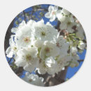 Suche nach blüte an aufkleber Quelle