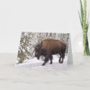 Suche nach bison karten Amerikanische bisons