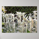 Suche nach lamm mit blume poster Natur