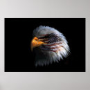 Suche nach vogelbilder poster Adler