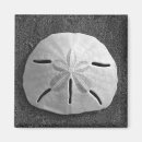 Suche nach muschel magnete Sanddollar