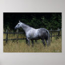Suche nach thoroughbred poster Reiter