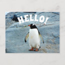 Suche nach lustige pinguine postkarten Tierwelt