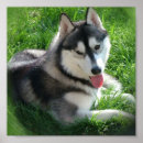 Suche nach schlittenhunde poster Huskies