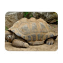 Suche nach schildkröte magnete Reptil