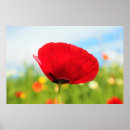 Suche nach poppy poster Rot