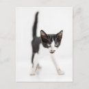 Suche nach babytiere postkarten Kätzchen
