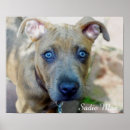 Suche nach pit bull poster Grubenbulle