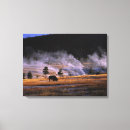 Suche nach bison leinwandbilder Tierwelt