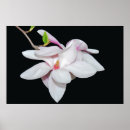 Suche nach rosa magnolie poster Blüten