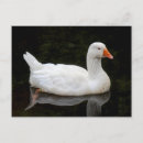 Suche nach gans postkarten Vogel