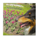 Suche nach collie fliesen Blume