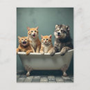 Suche nach lustige tiere postkarten Katze
