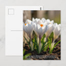 Suche nach dekor postkarten Blume