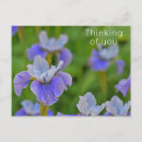 Suche nach schwertlilie postkarten Blume