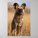Suche nach namibia poster Safari