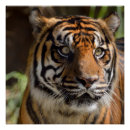 Suche nach sumatran poster Tiger
