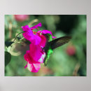 Suche nach tropische inseln poster Blume