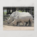 Suche nach nashorn postkarten Afrika